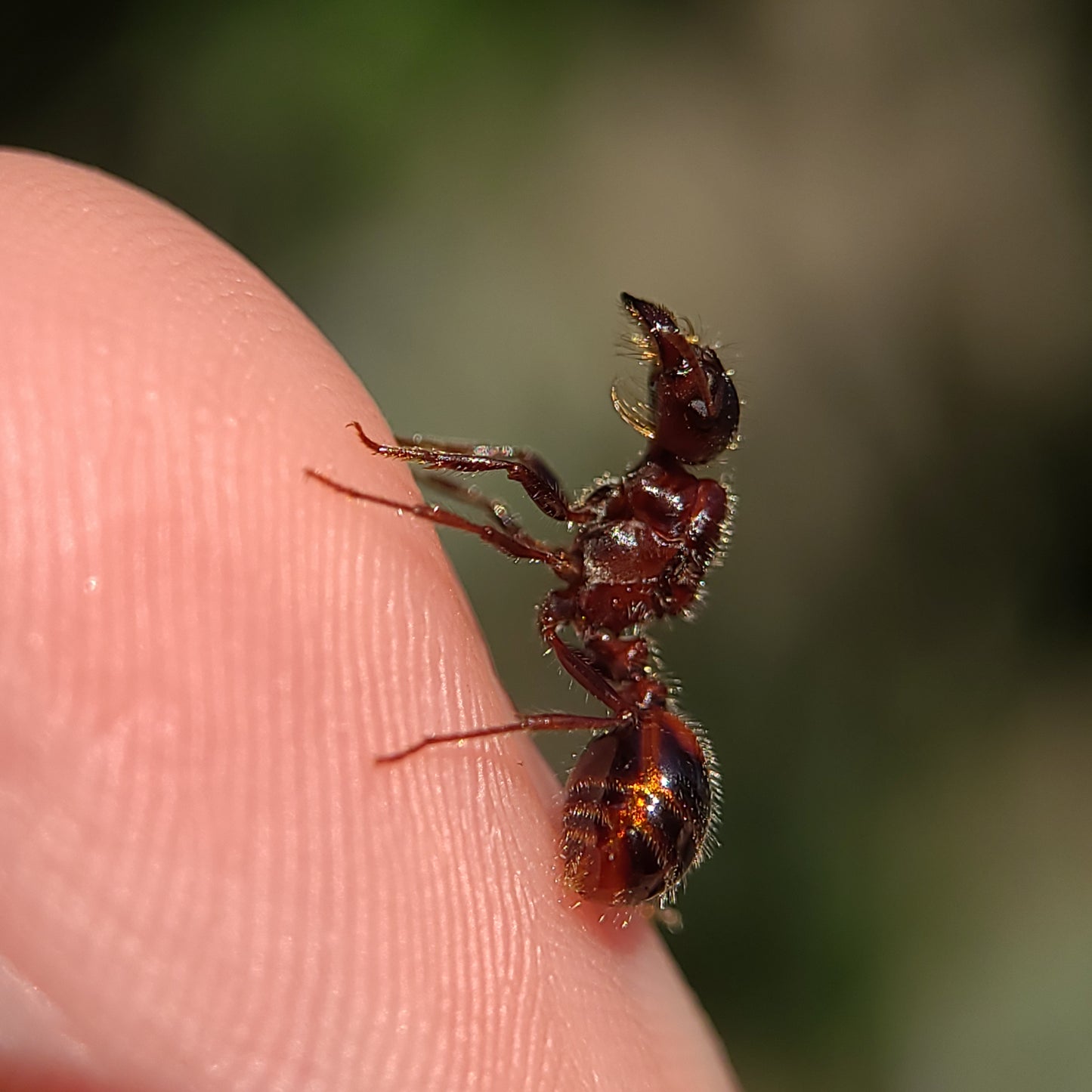 Pogonomyrmex rugosus "red and black"