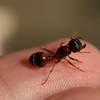 Pogonomyrmex rugosus "red and black"