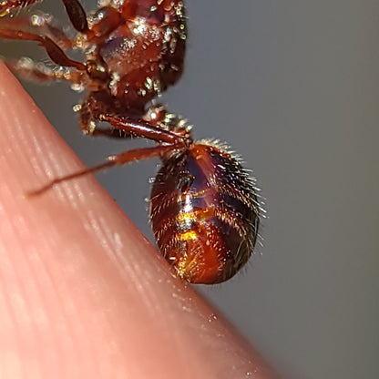 Pogonomyrmex rugosus "red and black"