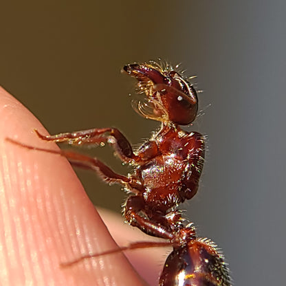 Pogonomyrmex rugosus "red and black"