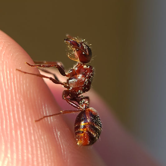 Pogonomyrmex rugosus "red and black"