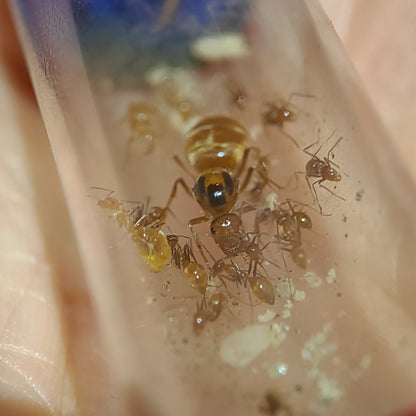 Myrmecocystus wheeleri