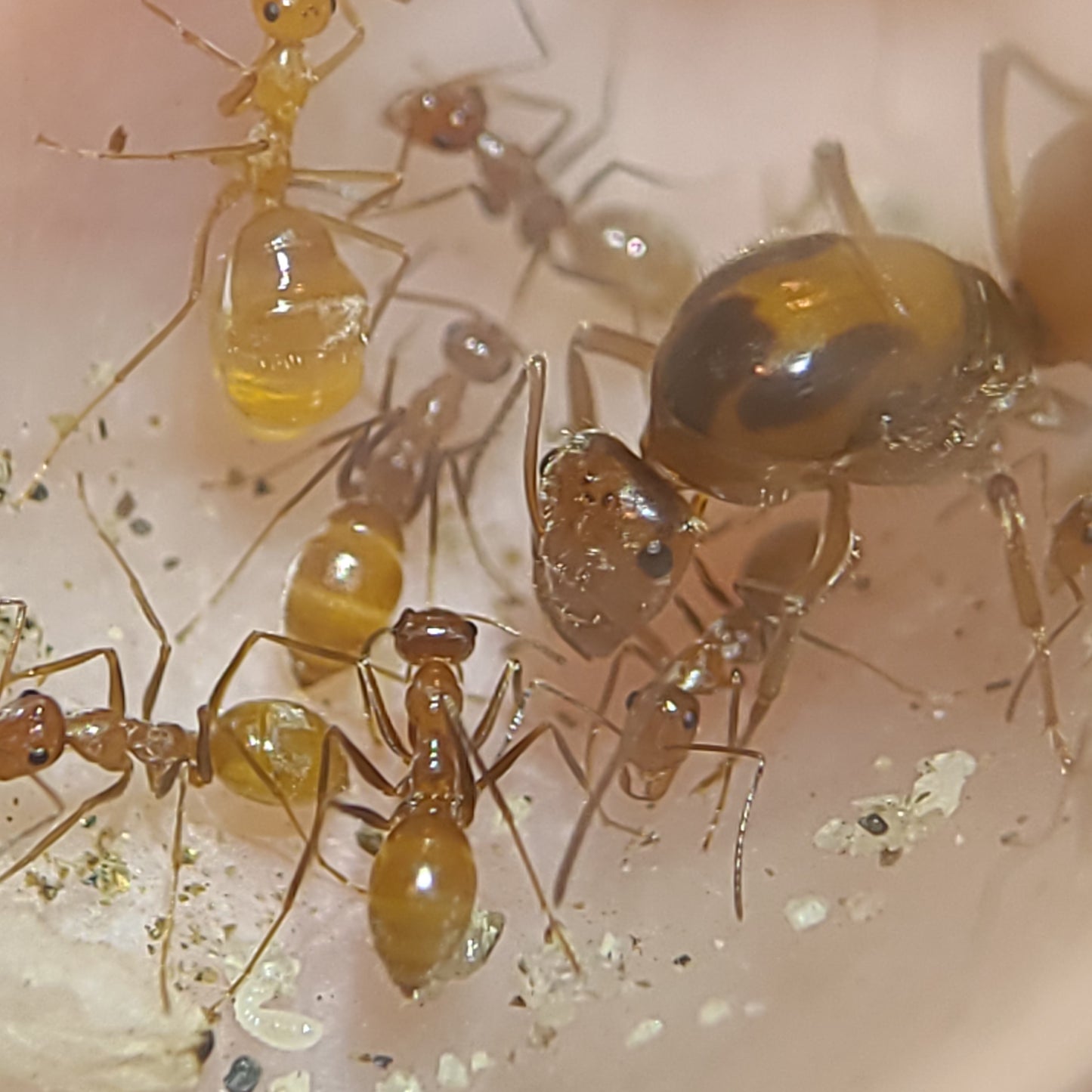 Myrmecocystus wheeleri