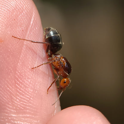 Myrmecocystus semirufus