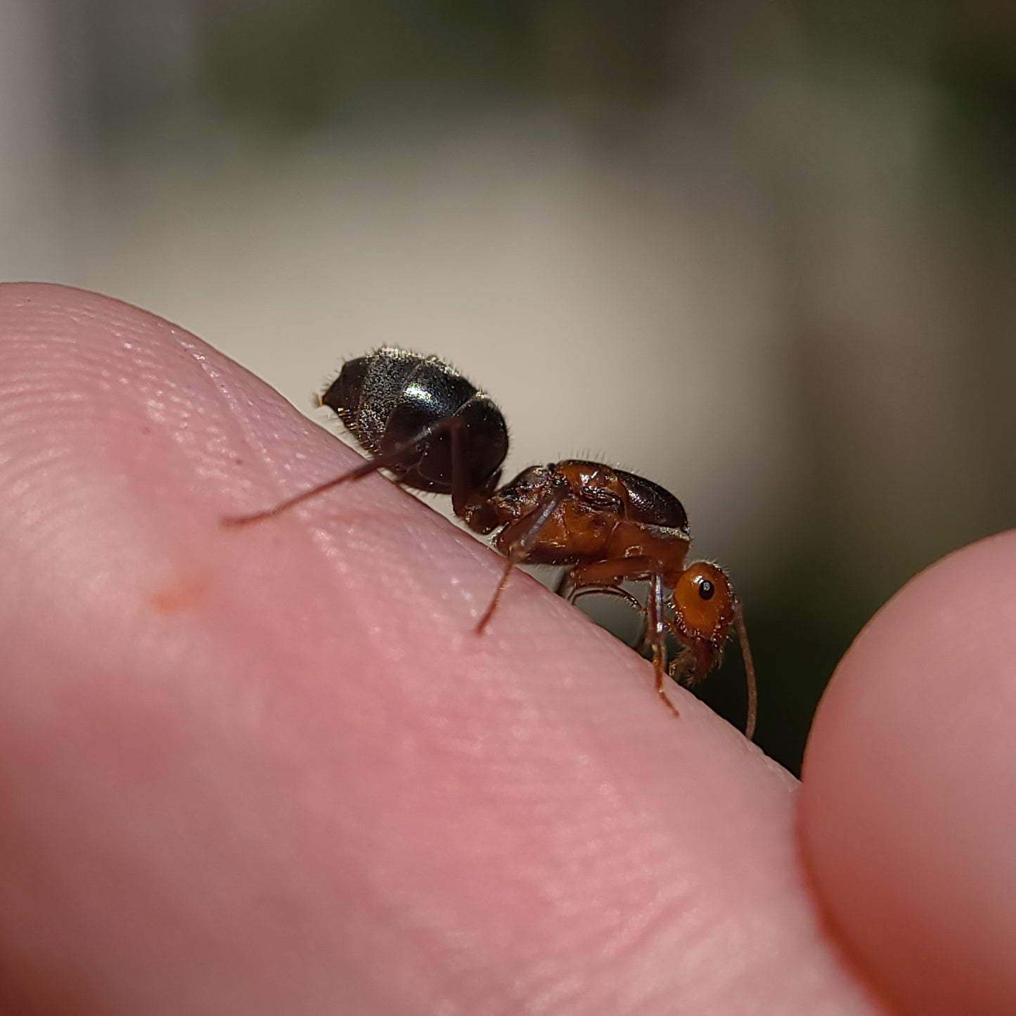 Myrmecocystus semirufus