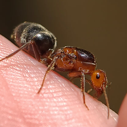 Myrmecocystus semirufus