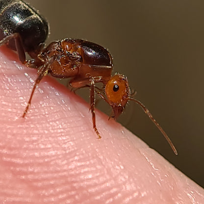 Myrmecocystus semirufus