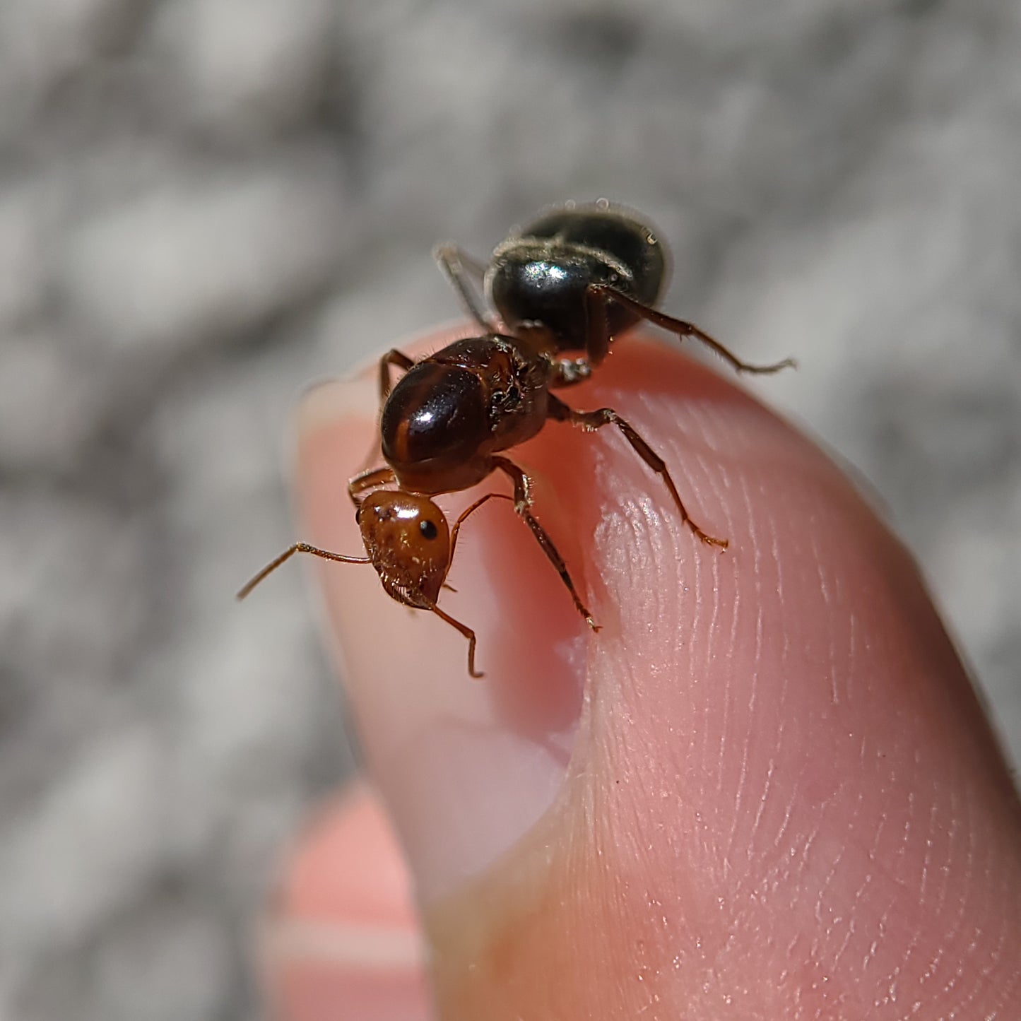 Myrmecocystus semirufus