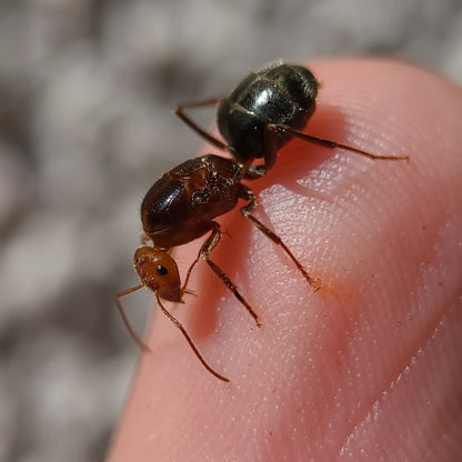 Myrmecocystus semirufus