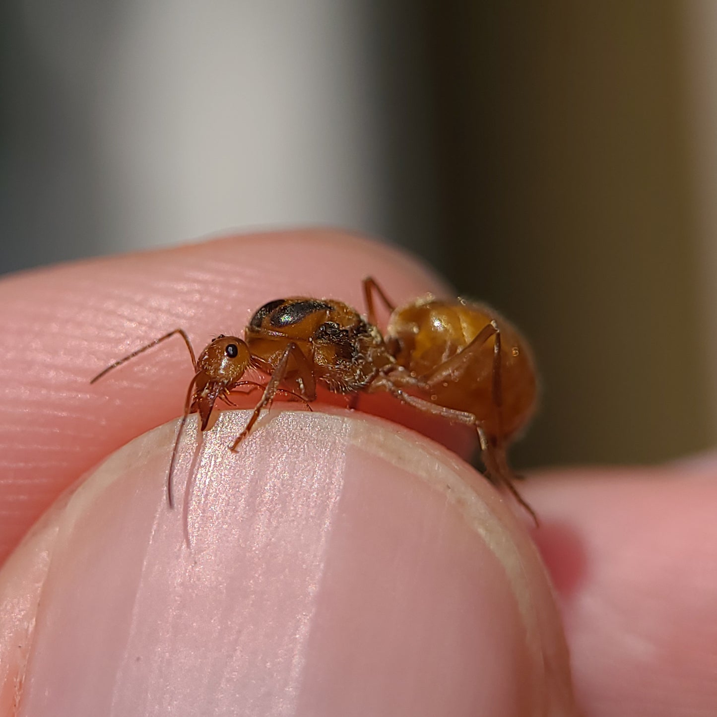 Myrmecocystus wheeleri