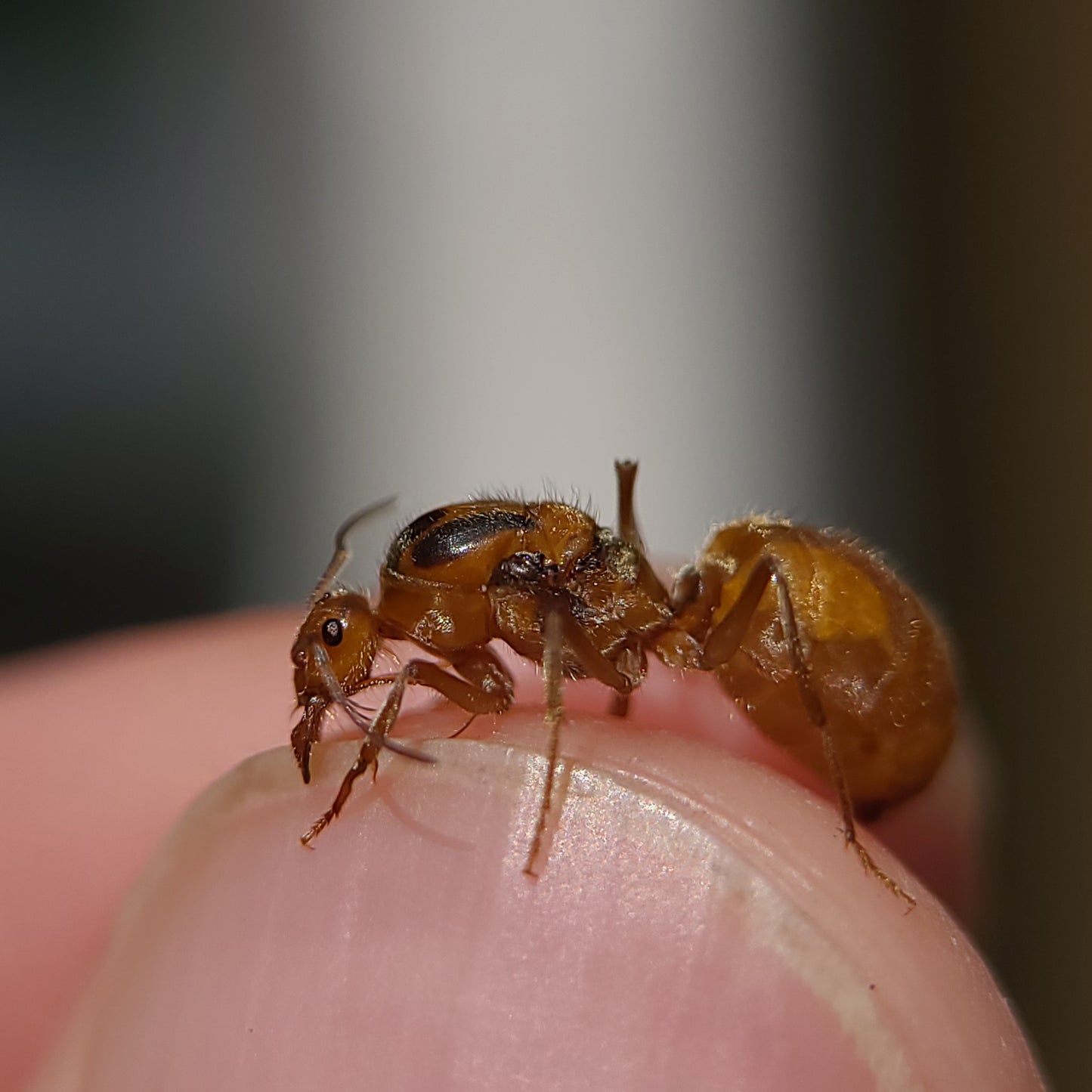 Myrmecocystus wheeleri