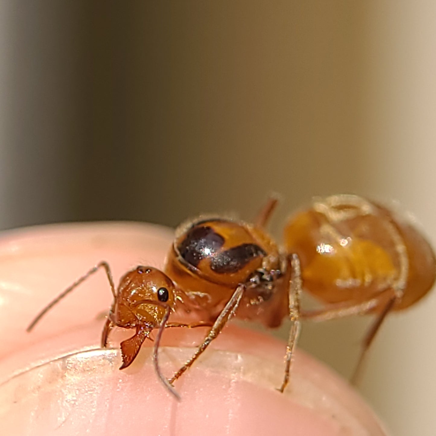 Myrmecocystus wheeleri