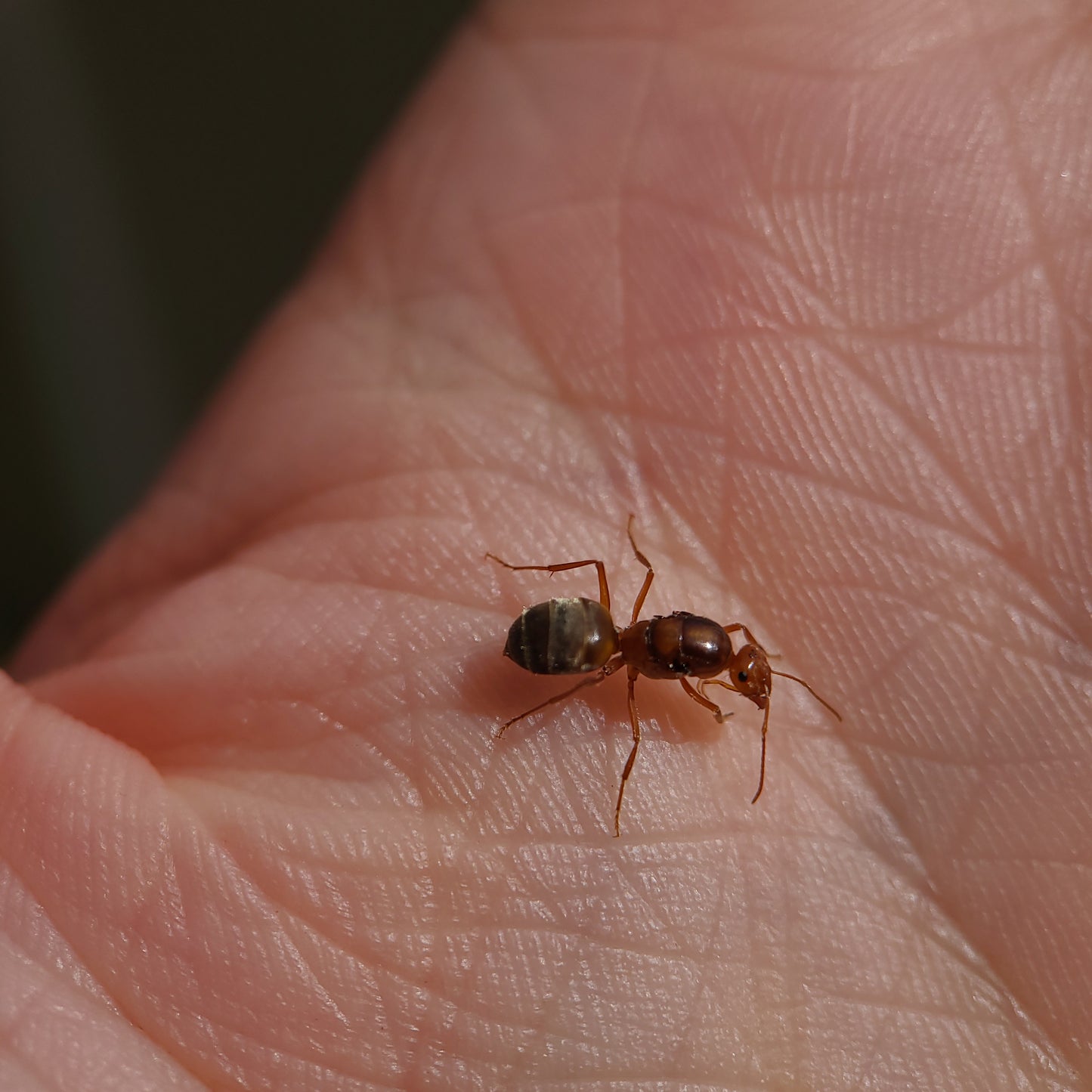 Myrmecocystus kennedyi