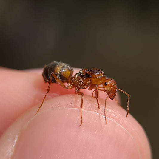 Myrmecocystus kennedyi