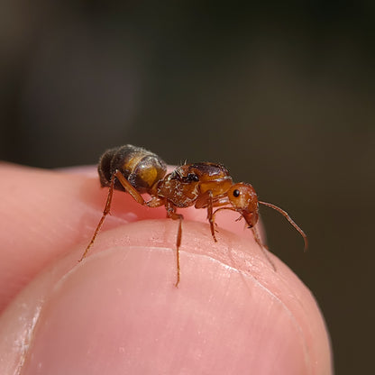 Myrmecocystus kennedyi