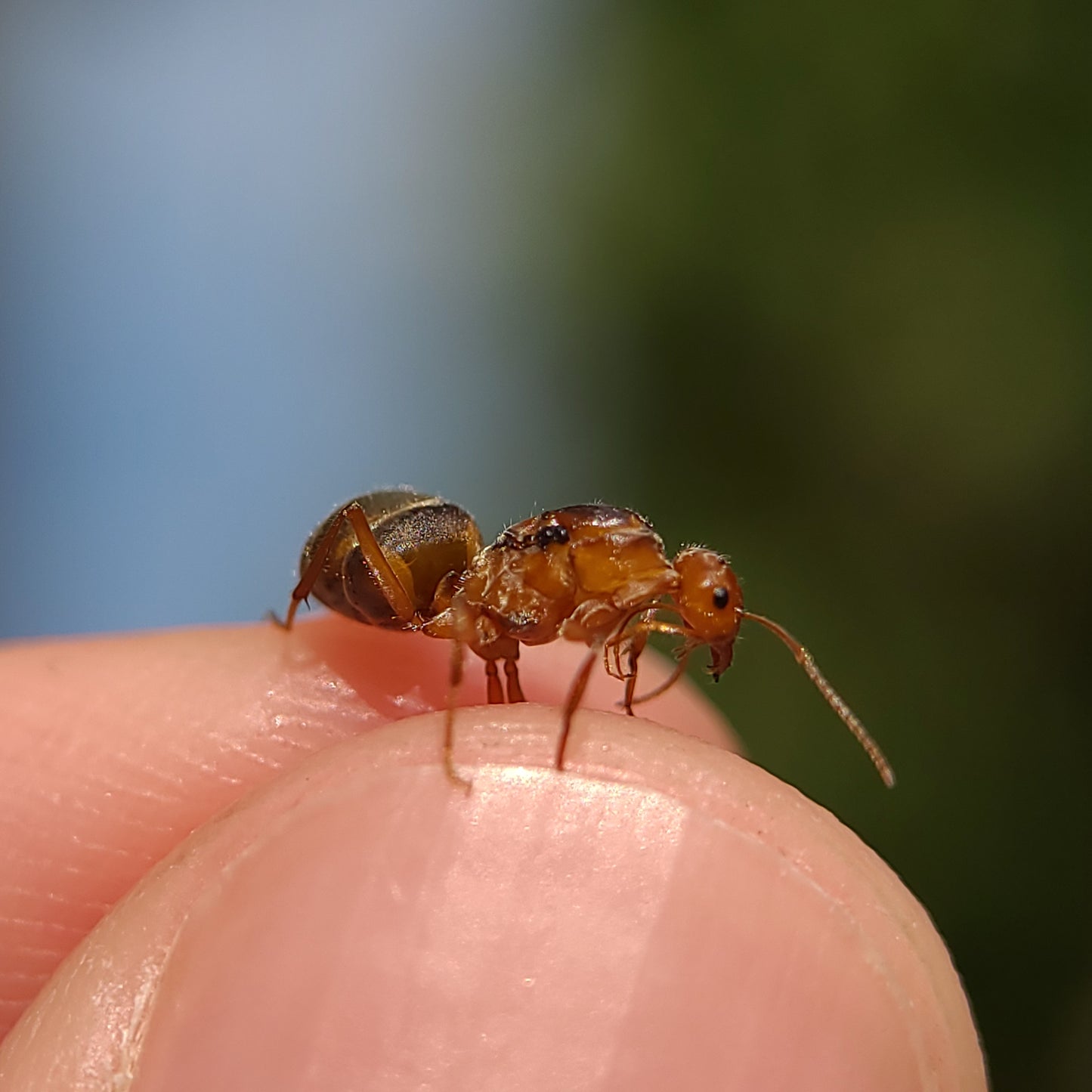 Myrmecocystus kennedyi