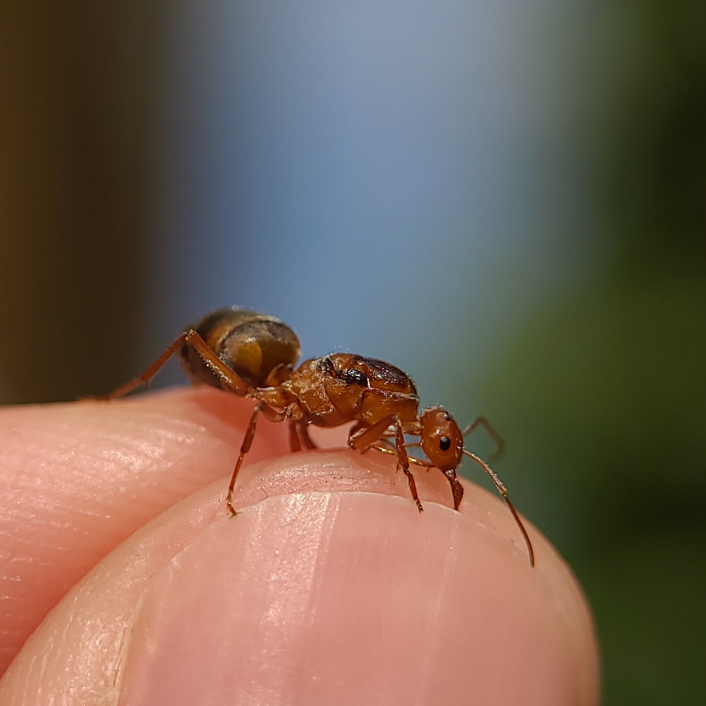 Myrmecocystus kennedyi