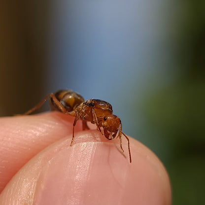 Myrmecocystus kennedyi