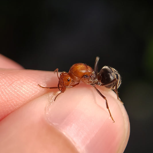 Myrmecocystus mendax