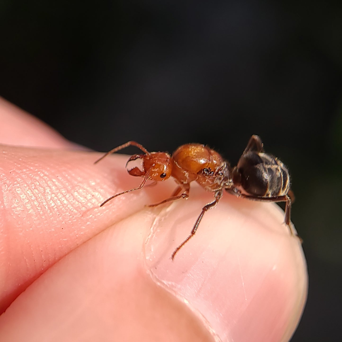 Myrmecocystus mendax