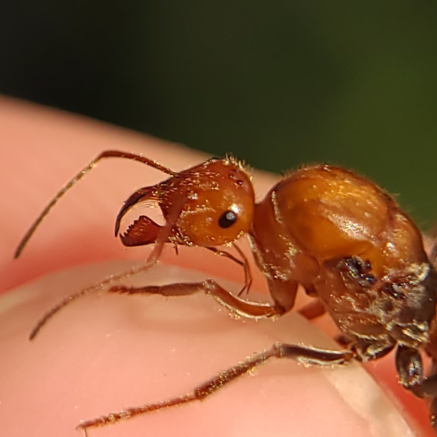 Myrmecocystus mendax