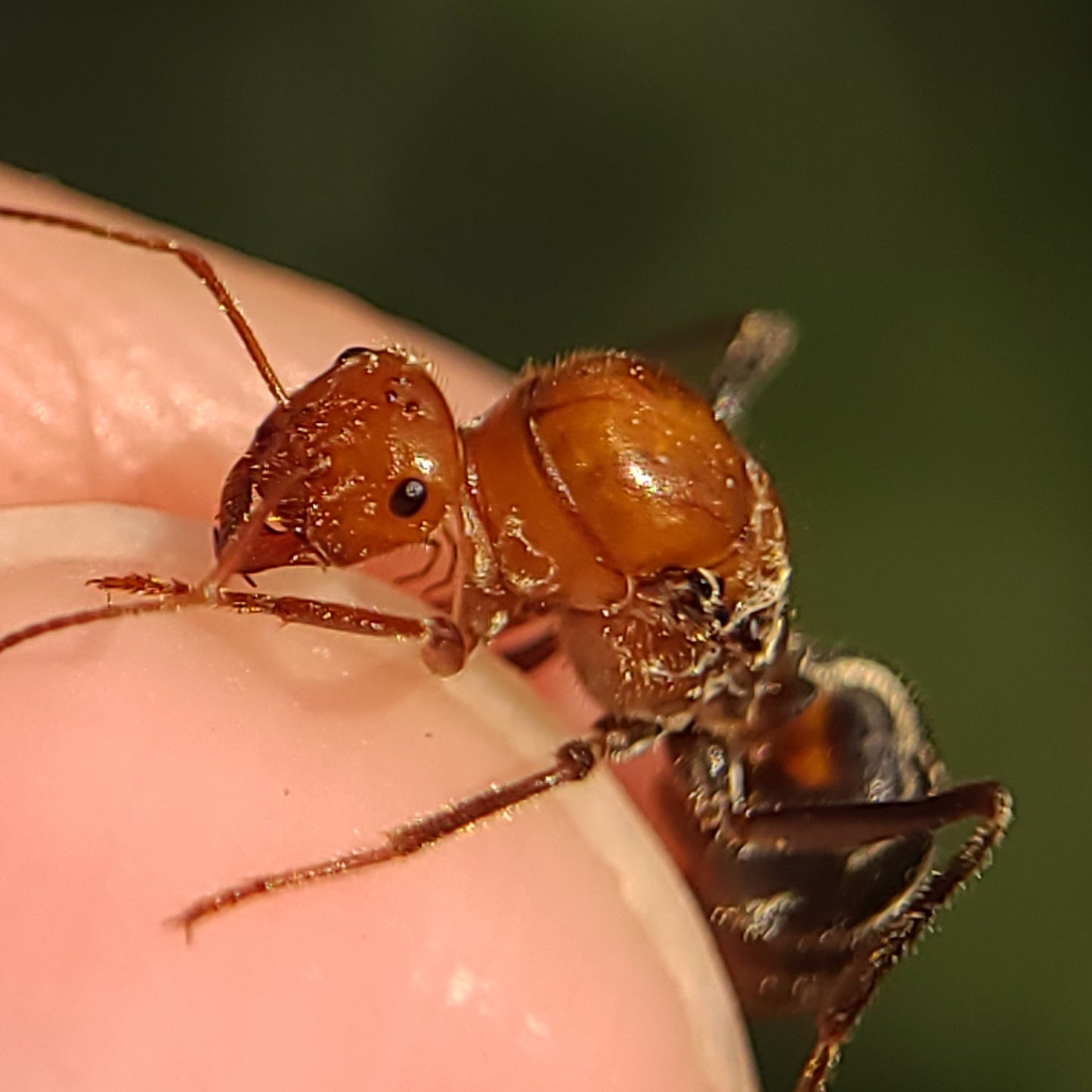 Myrmecocystus mendax