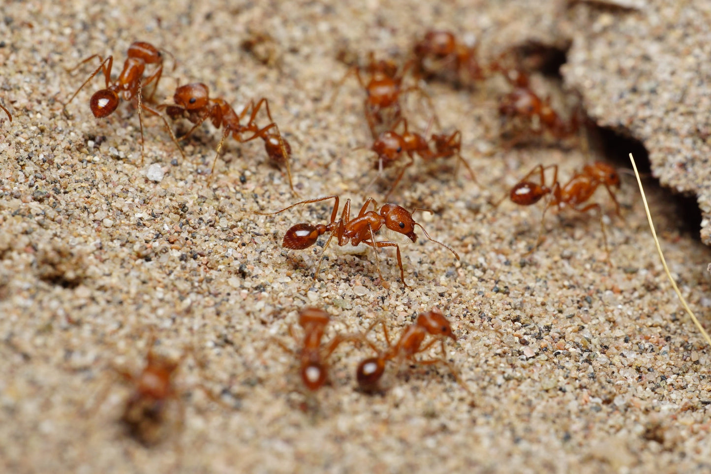 Pogonomyrmex californicus (polygynous colonies available)