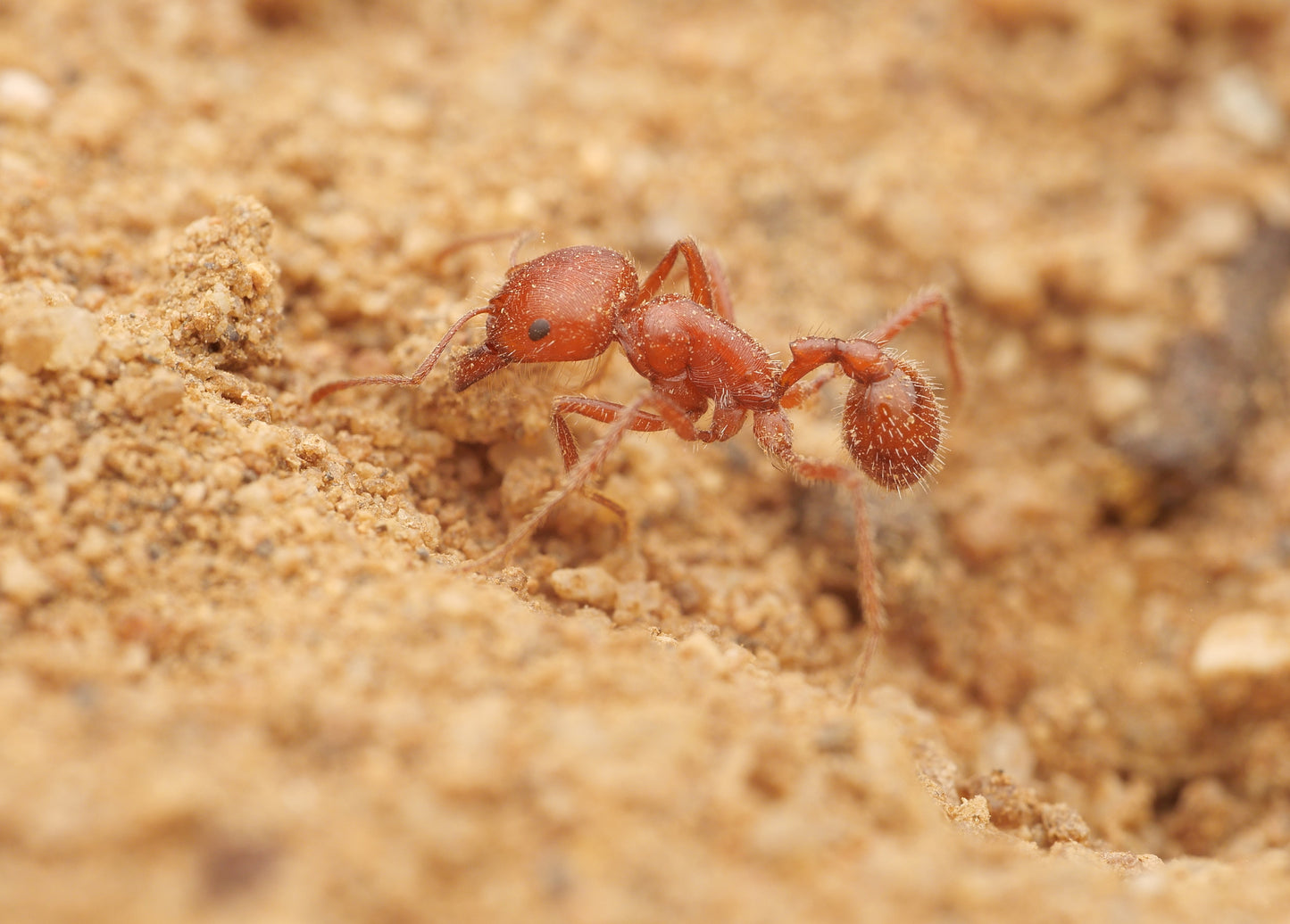 Pogonomyrmex californicus (polygynous colonies available)