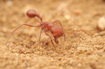 Pogonomyrmex californicus (polygynous colonies available)