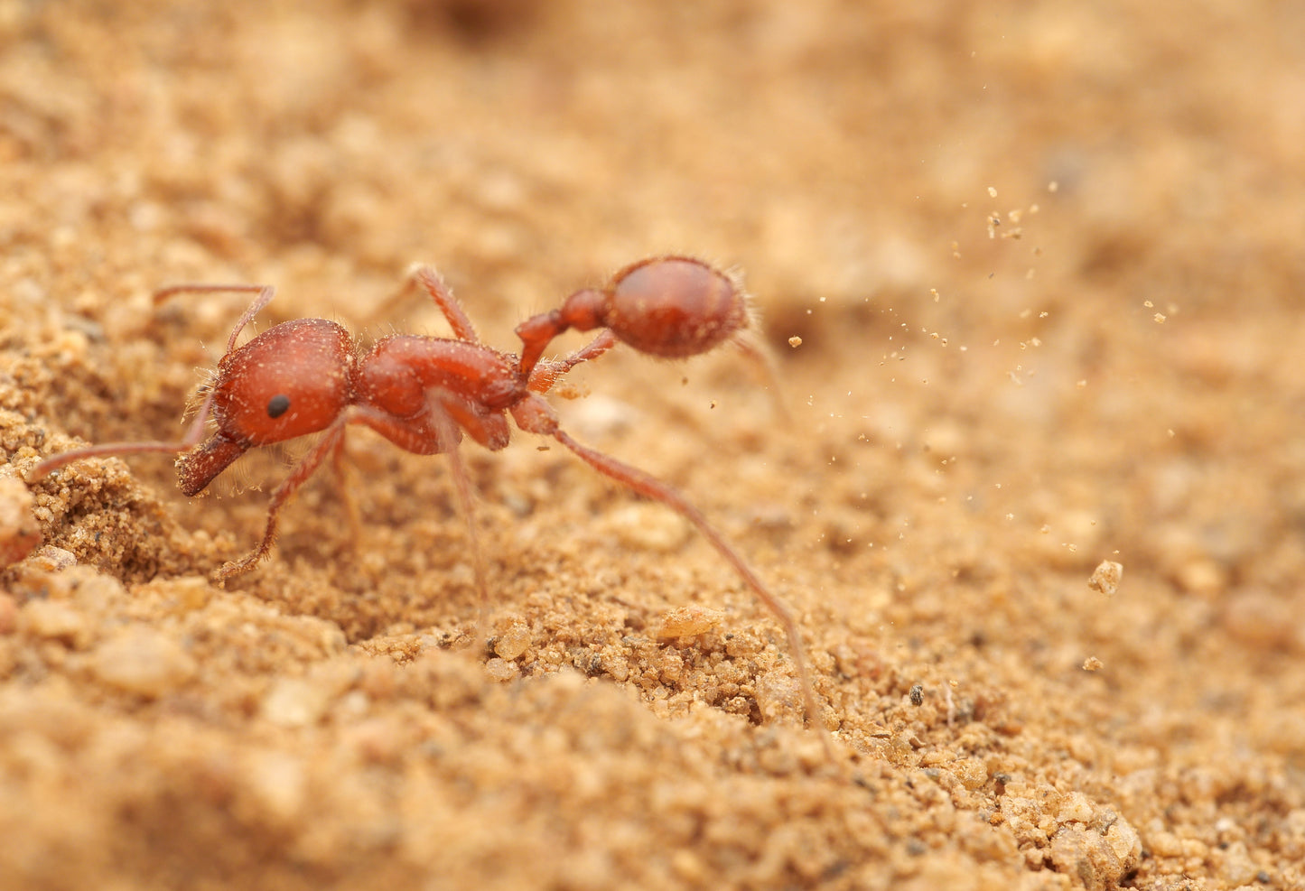 Pogonomyrmex californicus (polygynous colonies available)