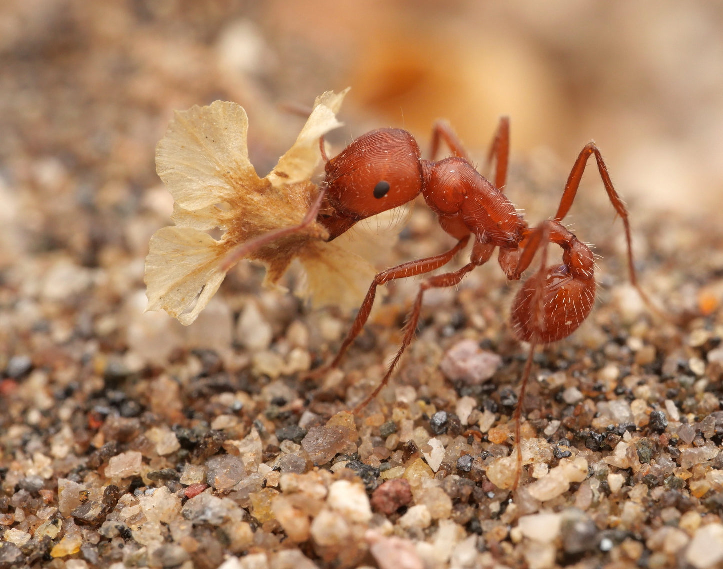 Pogonomyrmex californicus (polygynous colonies available)