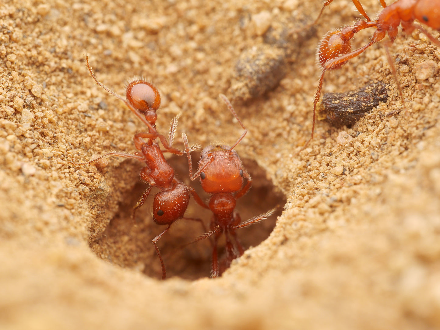 Pogonomyrmex californicus (polygynous colonies available)