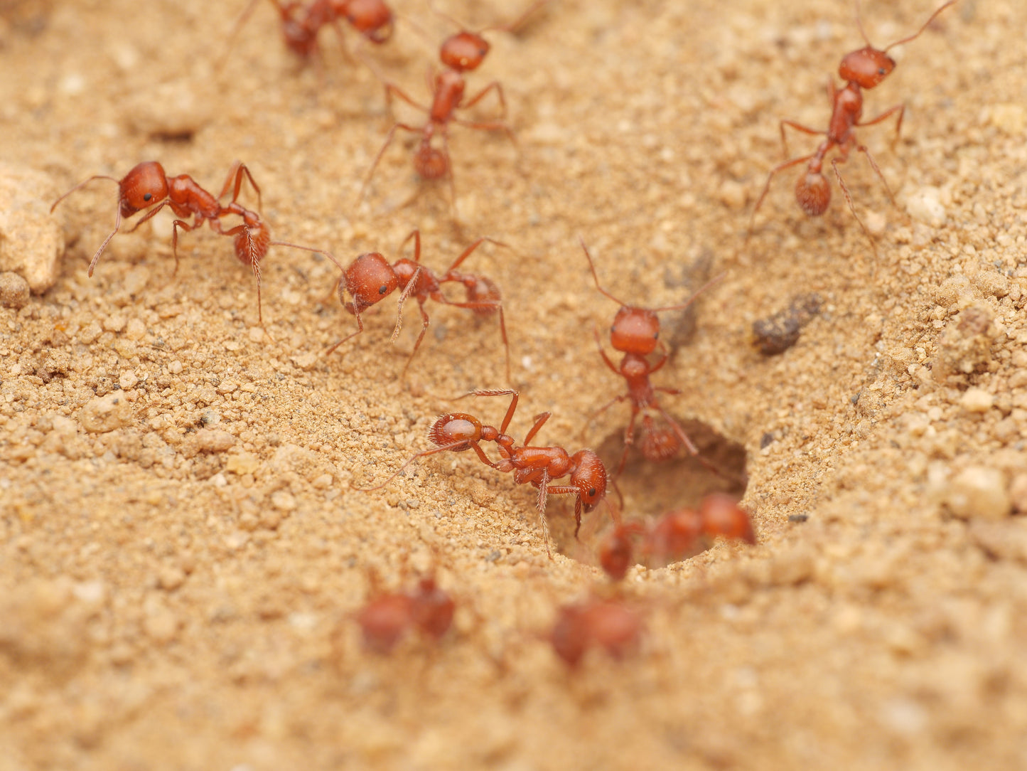 Pogonomyrmex californicus (polygynous colonies available)