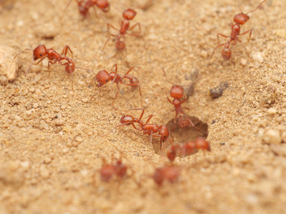 Pogonomyrmex californicus (polygynous colonies available)