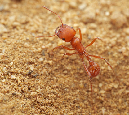 Pogonomyrmex californicus (polygynous colonies available)