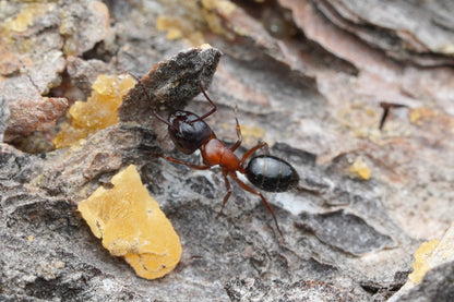 Camponotus clarithorax