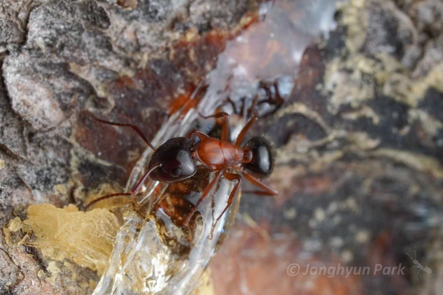 Camponotus clarithorax