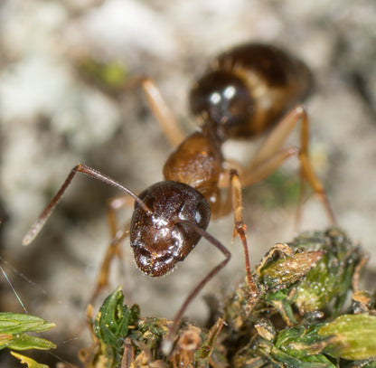 Camponotus clarithorax