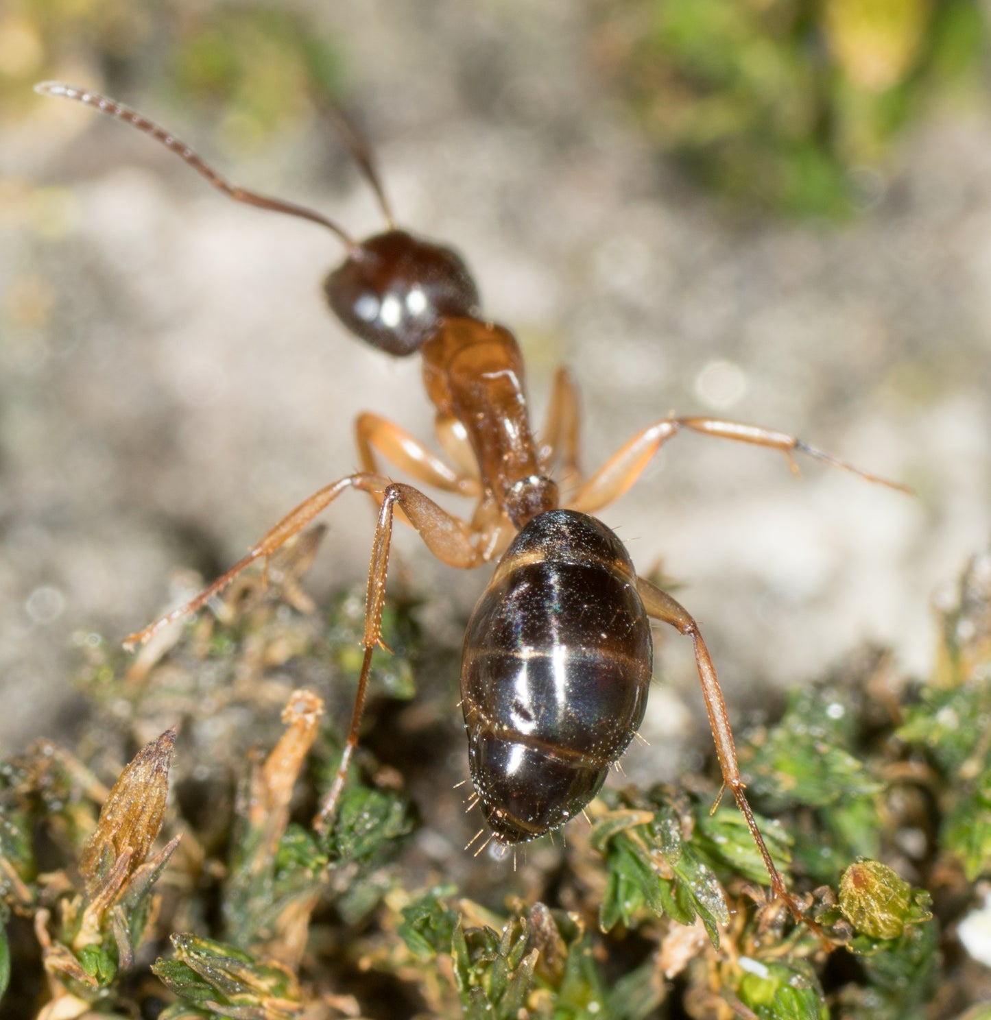 Camponotus clarithorax