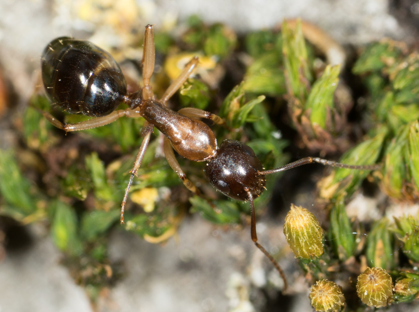 Camponotus clarithorax