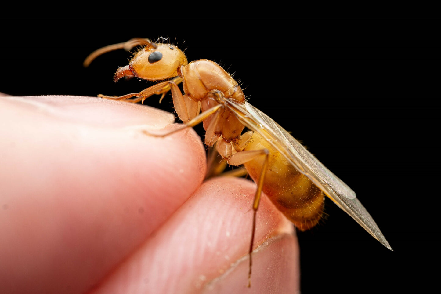 Camponotus fragilis