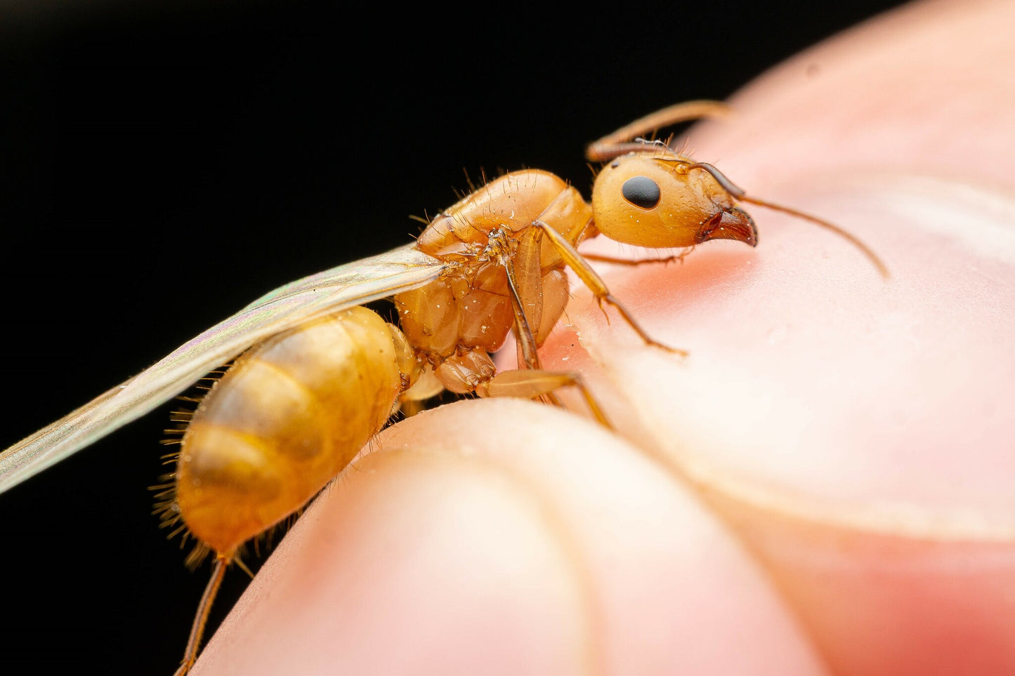 Camponotus fragilis