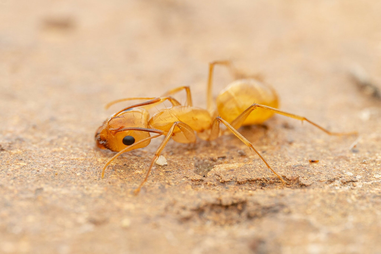 Camponotus fragilis