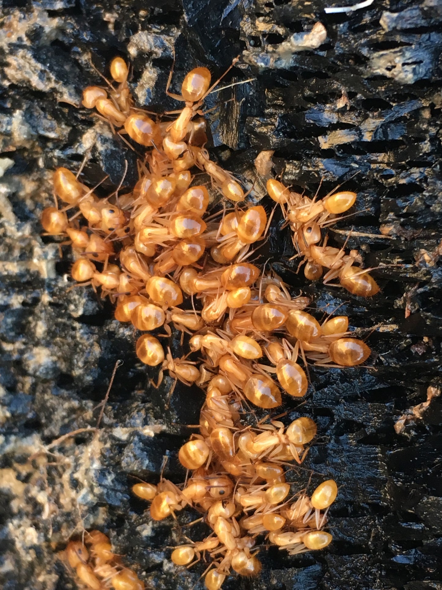 Camponotus fragilis