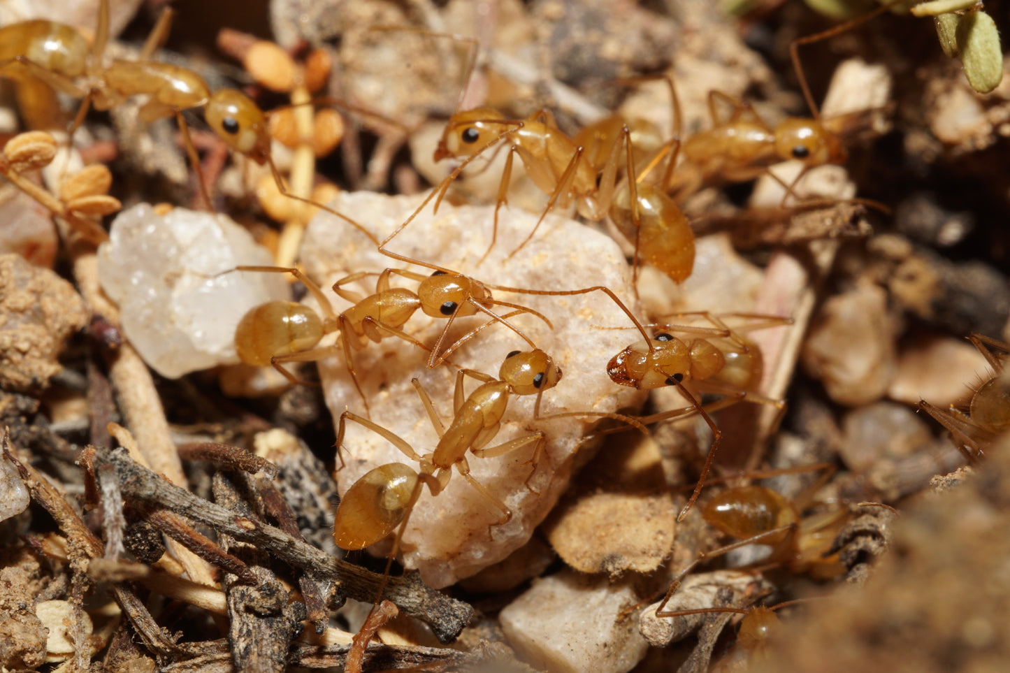 Camponotus fragilis