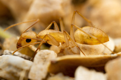 Camponotus fragilis