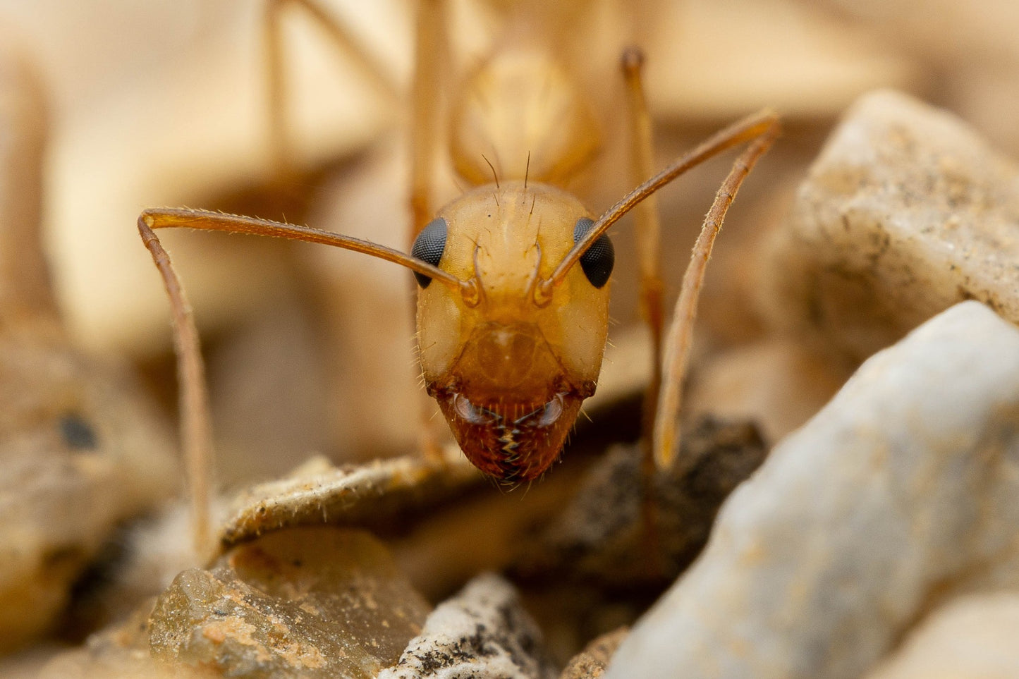 Camponotus fragilis