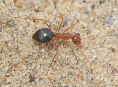 Myrmecocystus kennedyi