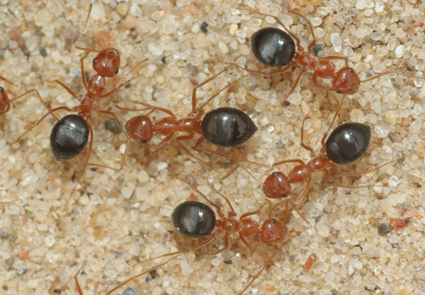 Myrmecocystus kennedyi