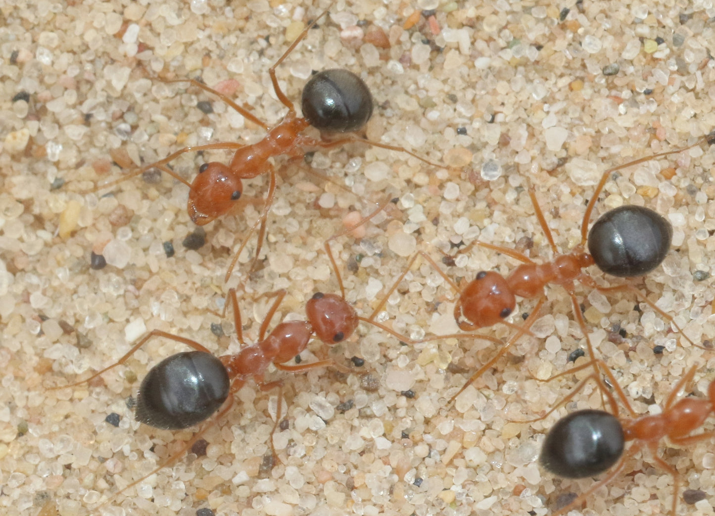 Myrmecocystus kennedyi